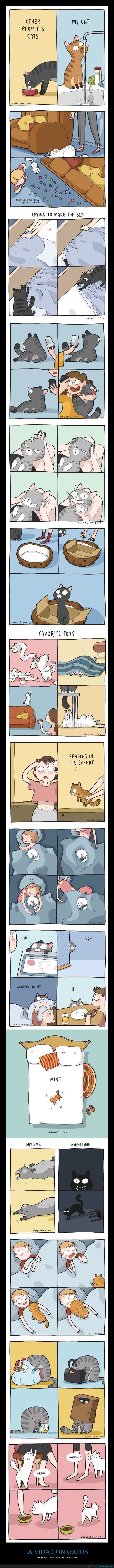 gatos,cómics