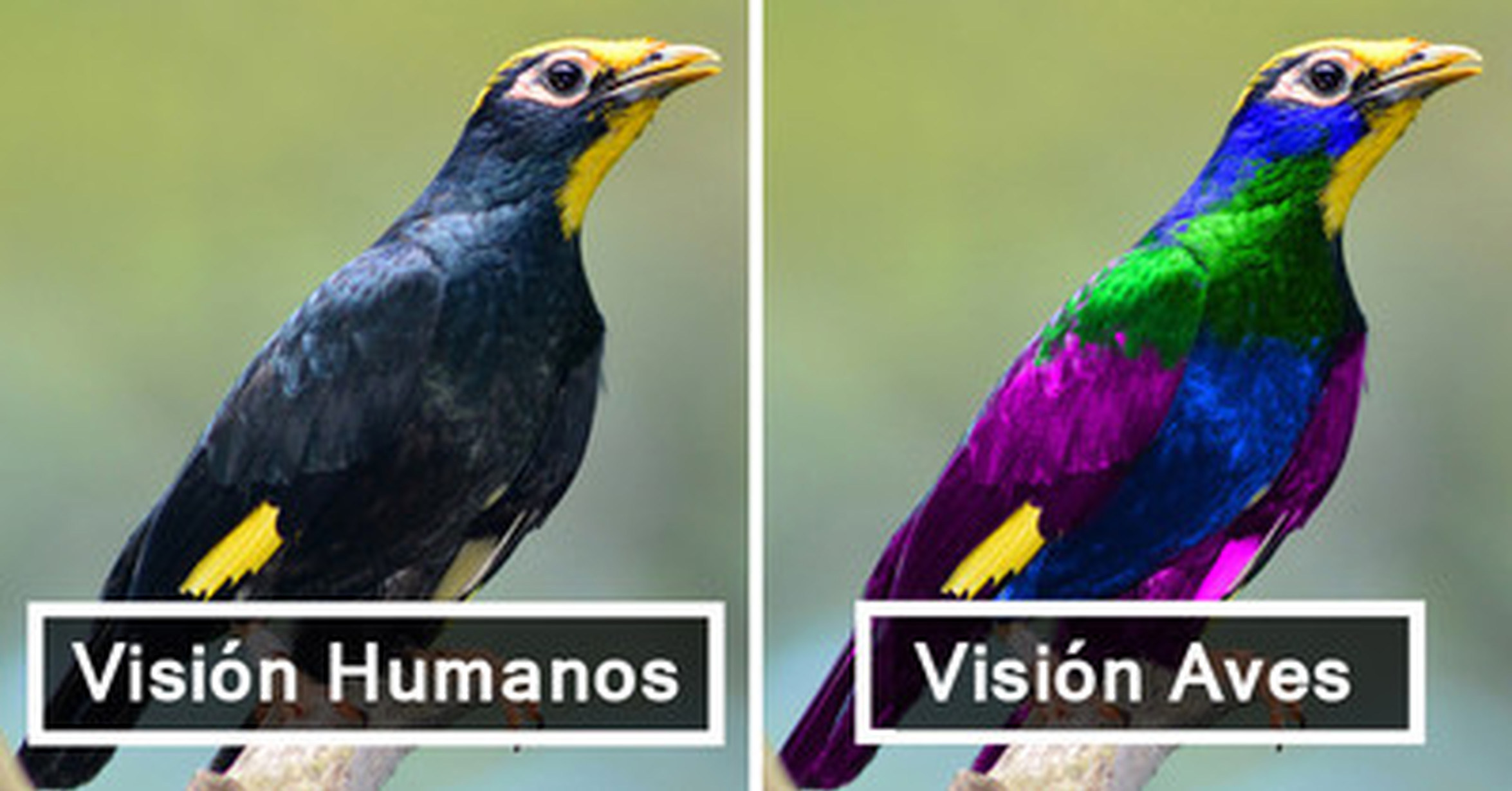 Птица восприятия. Зрение птиц цвета. Птицы в ультрафиолете. Птицы видят в ультрафиолете. Цветное зрение у птиц.