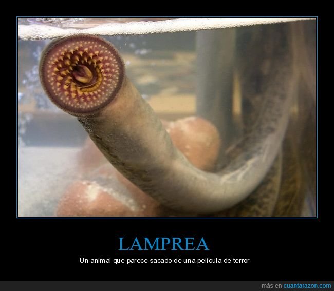 lamprea,animal,terror