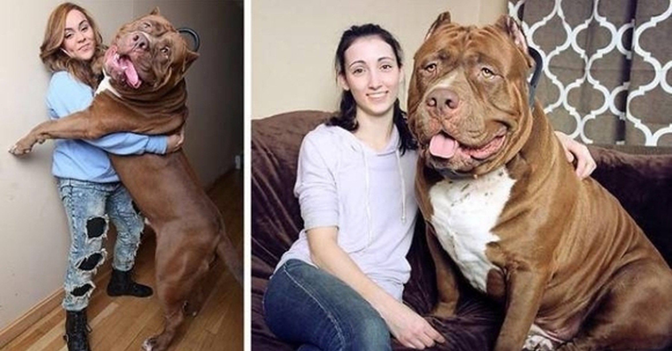Вырастет пес. Собака породы питбуль Халк. Халк собака питбуль Месси. Самый большой питбуль в мире Халк. Питбуль Халк вес.