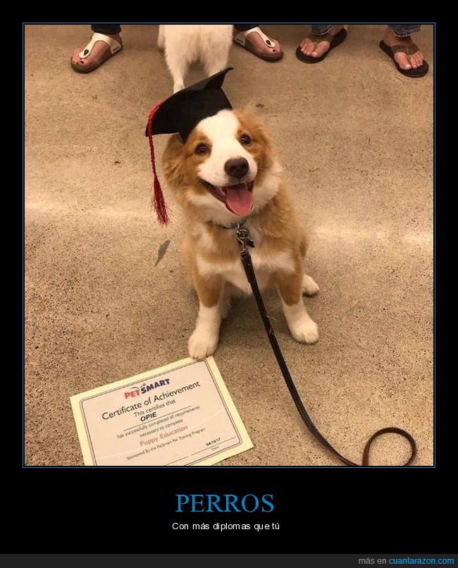 perros,diploma