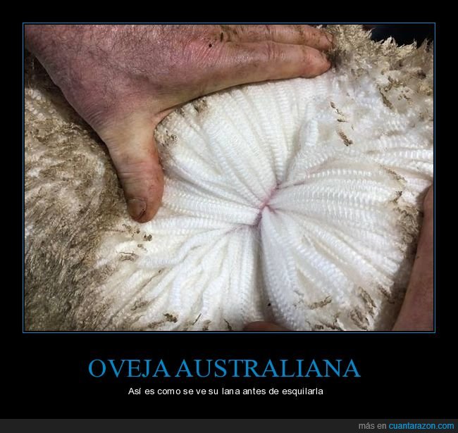 lana,oveja,australiana