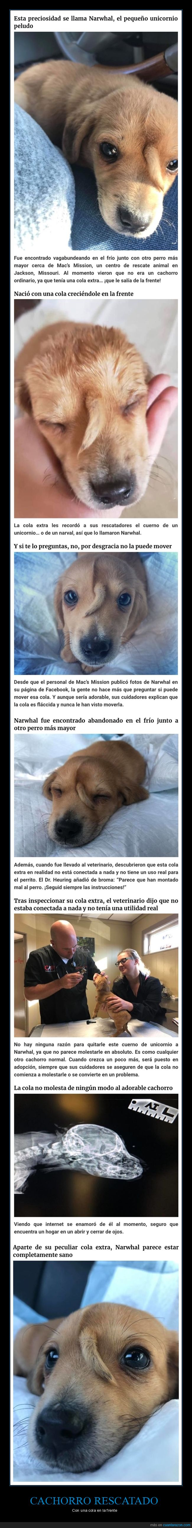 cachorro,perros,cola,frente