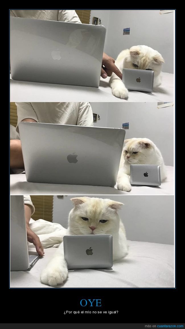 gato,ordenador,portátil,wtf