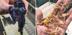 Enlace a Pescadores rusos comparten fotos de las criaturas más raras que ha encontrado en el fondo del mar