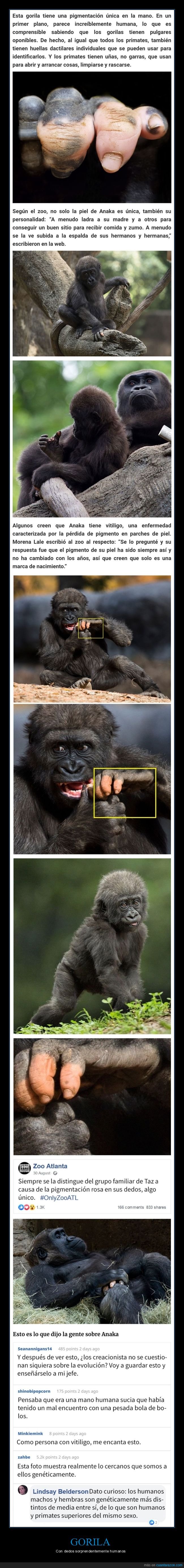 gorila,dedos,pigmentación