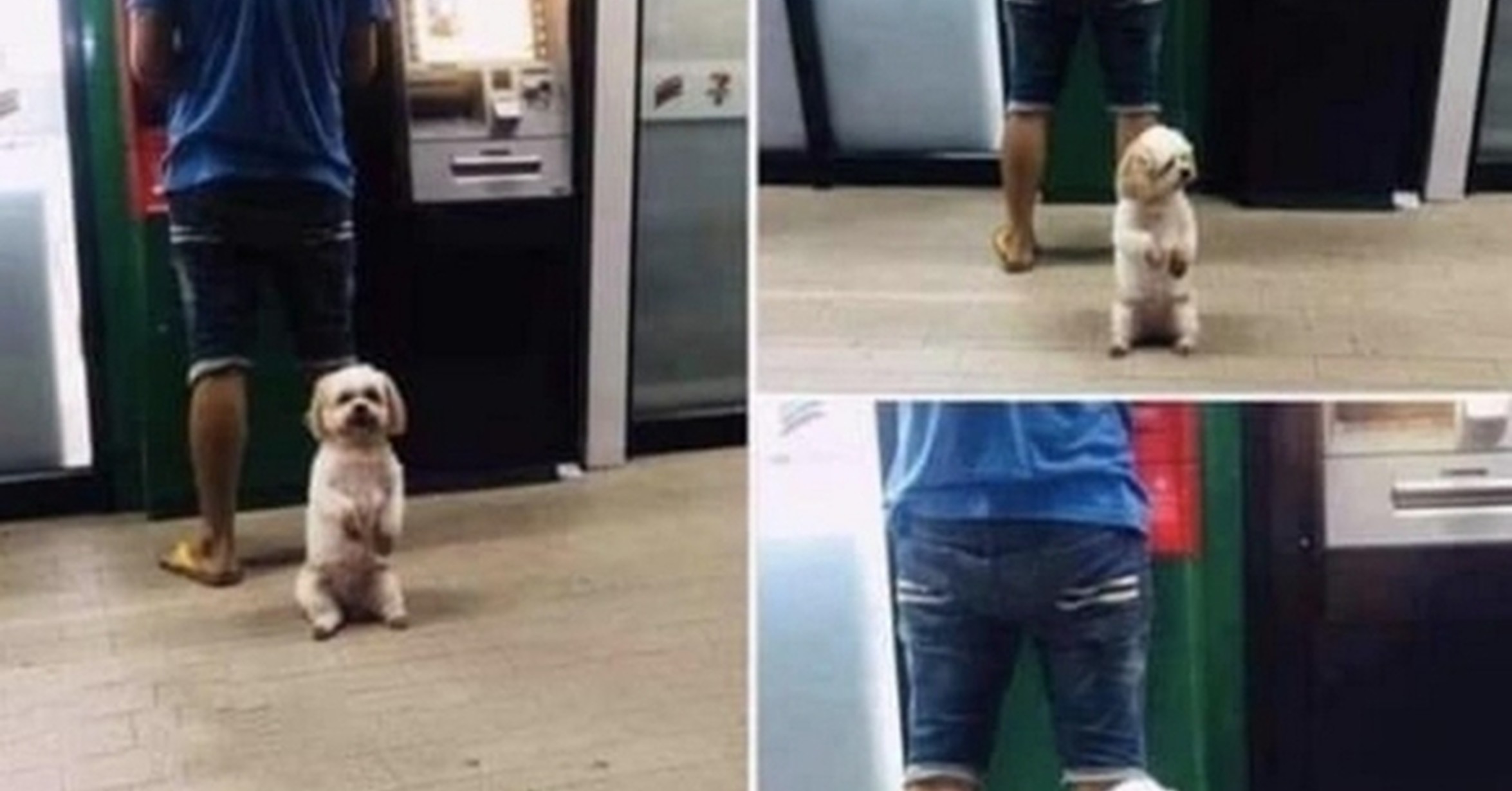 ¡Cuánta razón! / Perro guardián