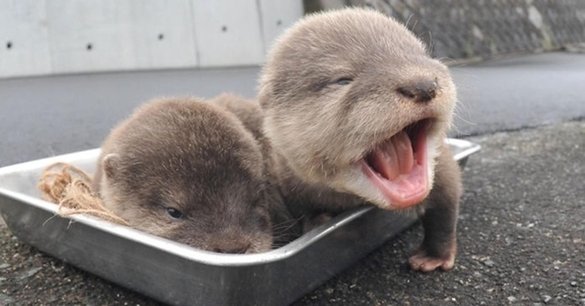 Colby Otter