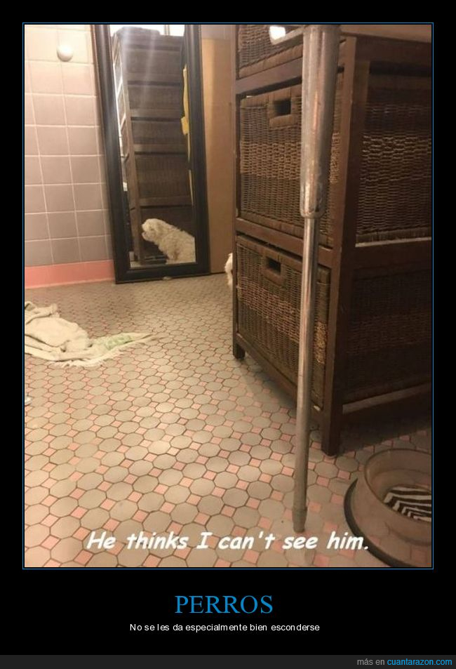 perro,escondido,espejo,fails