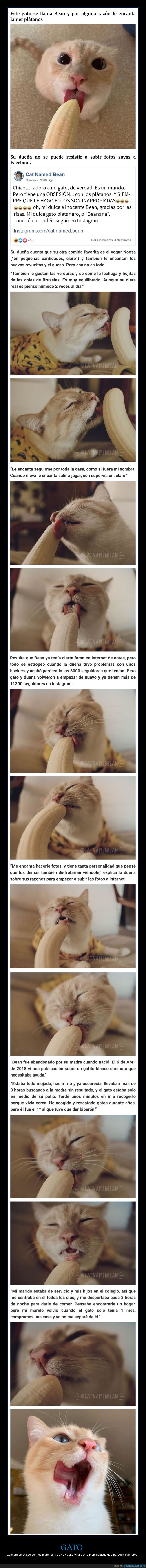 gato,plátanos,inapropiado