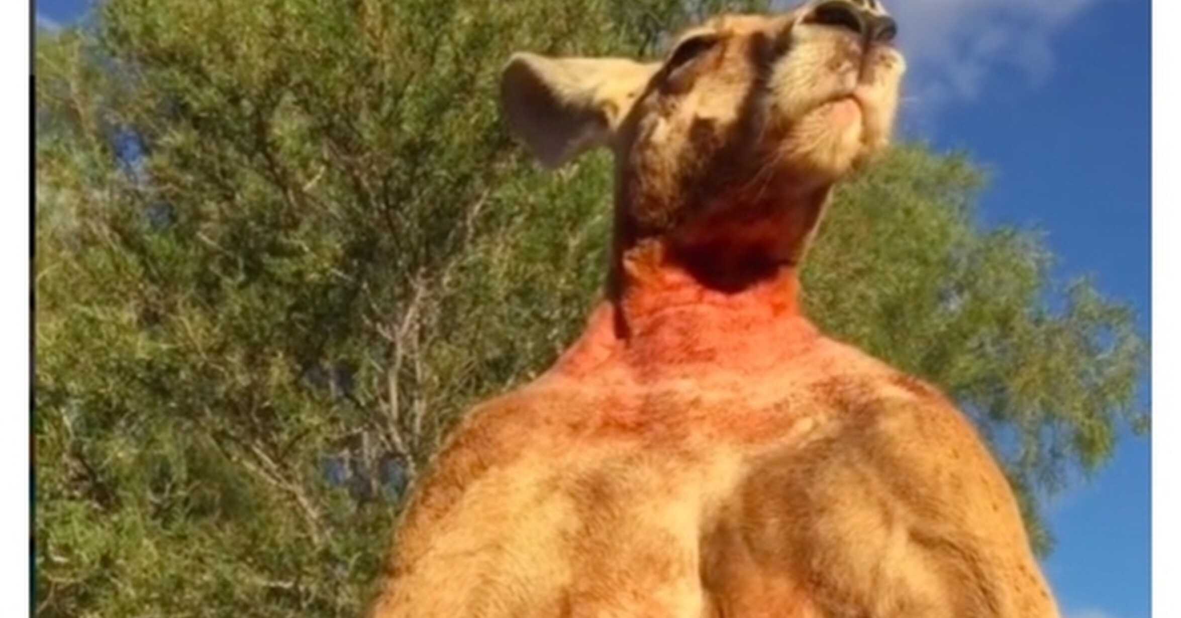 Animales Que Se Pintan Y Se Lavan