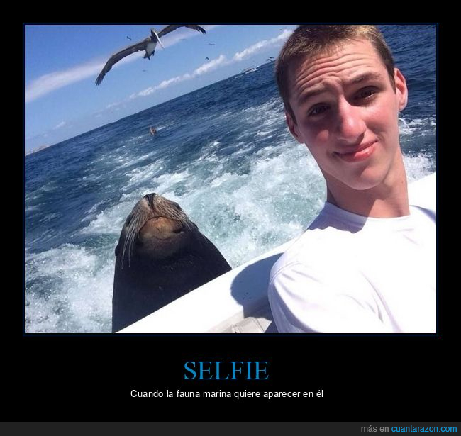 selfie,mar,foca