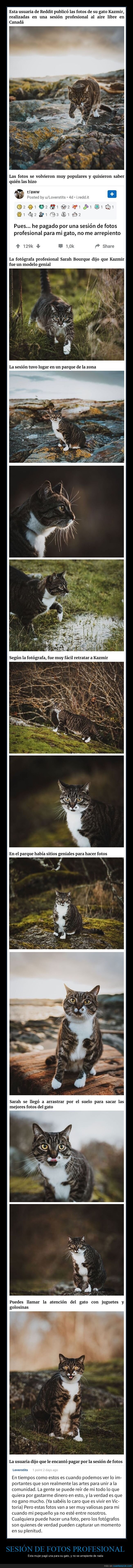 sesión de fotos,gato