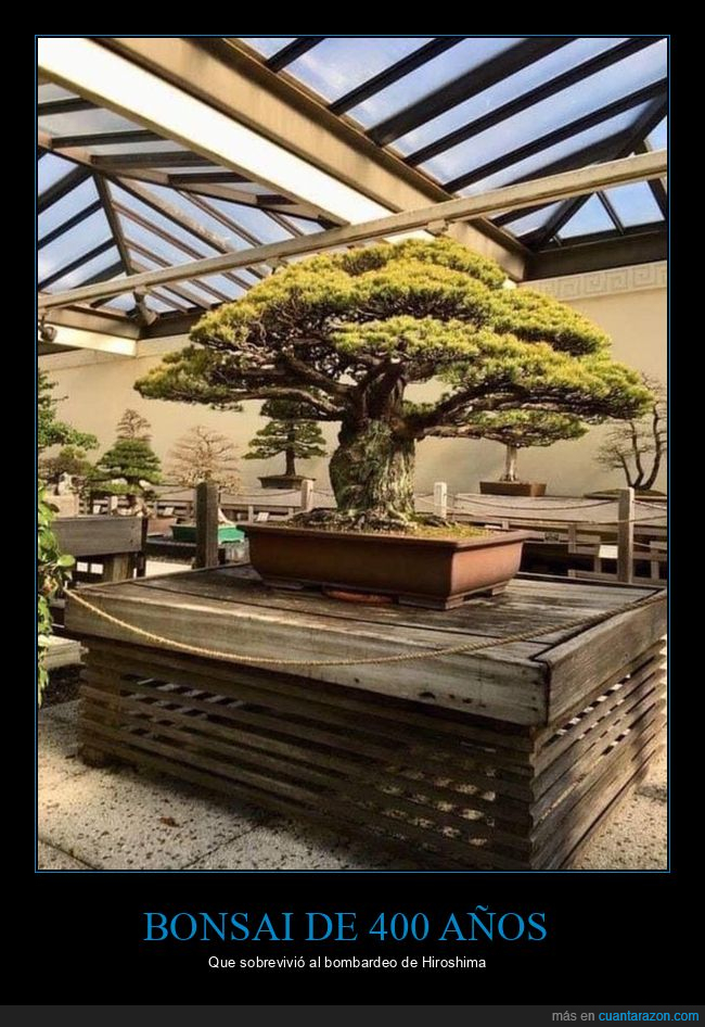 bonsai,400 años,hiroshima,curiosidades