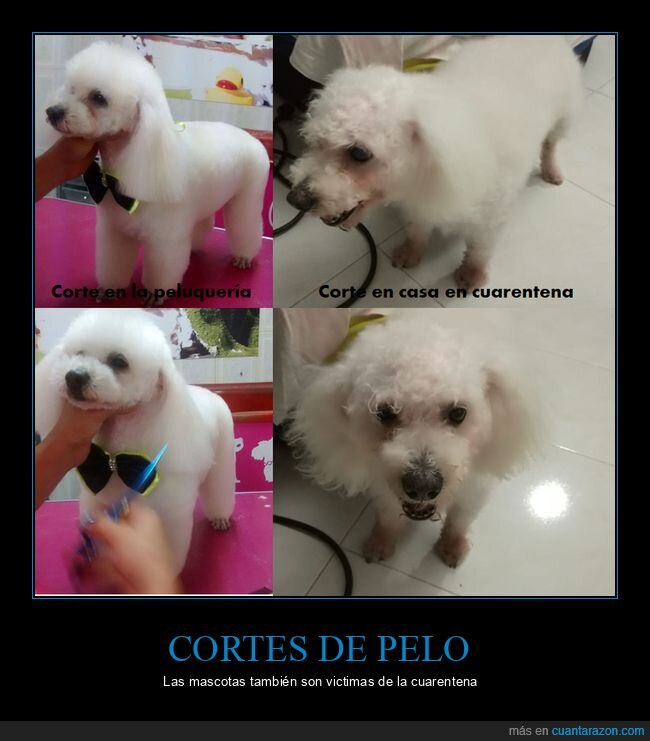 perro,mascotas,corte de pelo,fails