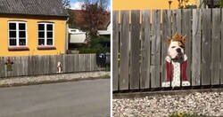 Enlace a A este bulldog le encanta ver la calle por un agujero, así que sus dueños pintaron disfraces en la valla