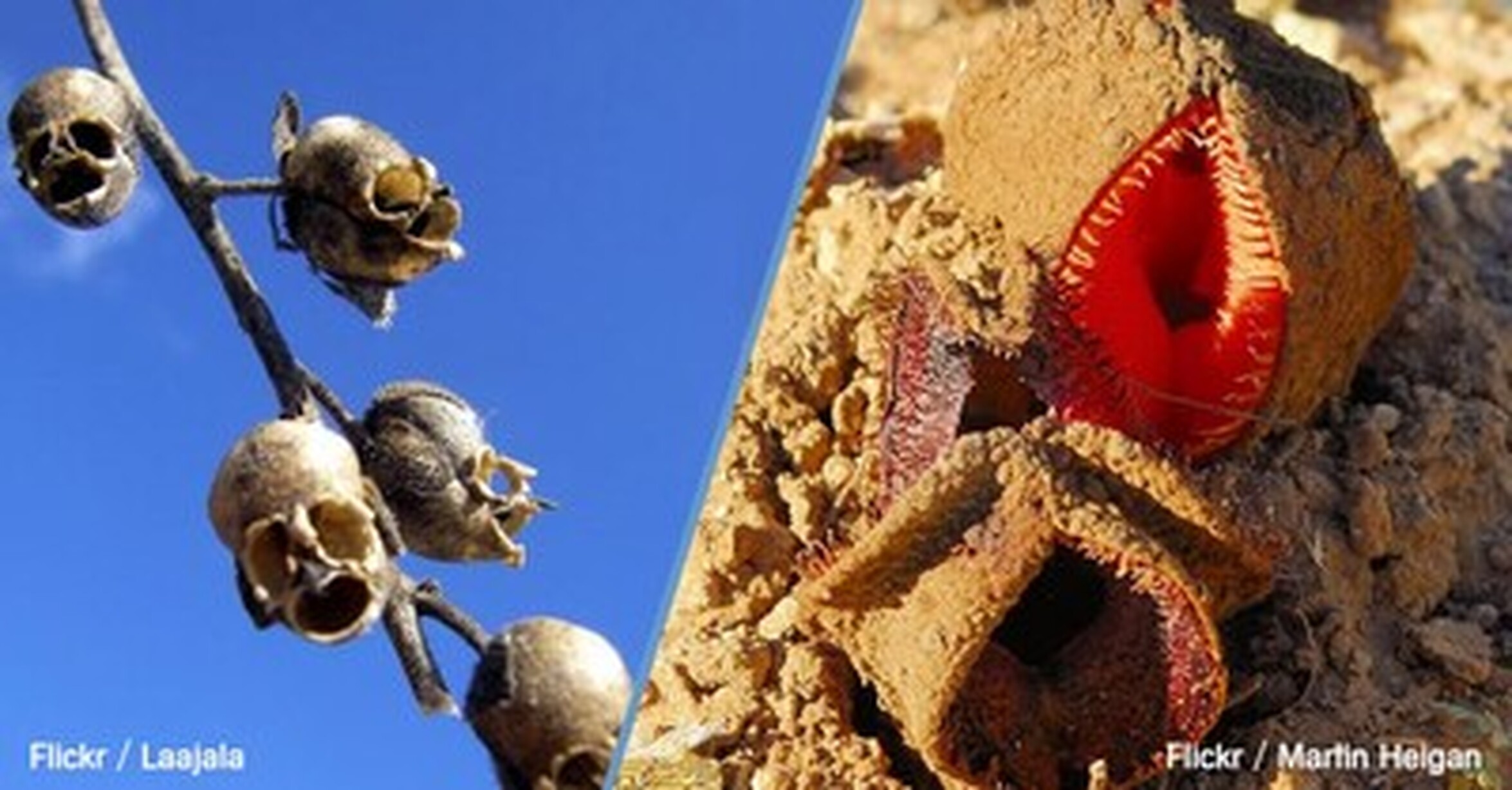 ¡Cuánta razón! / Las flores más raras del mundo que parecen sacadas de