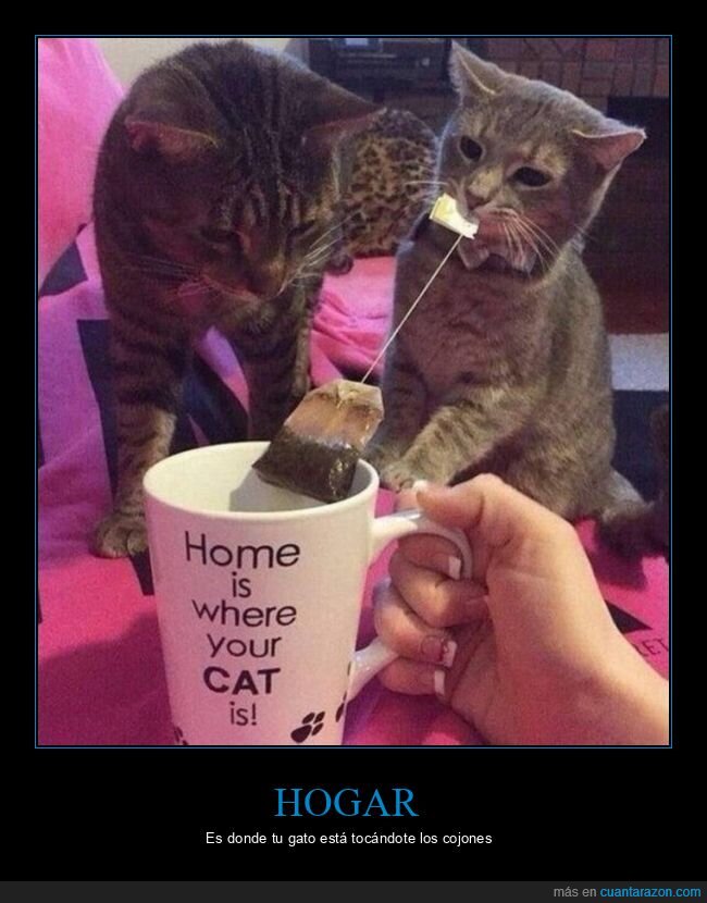 gatos,taza,hogar,té