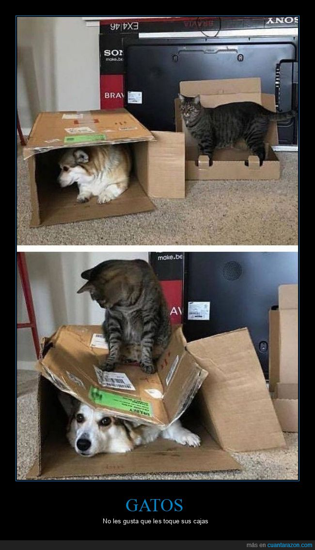 gato,perro,caja