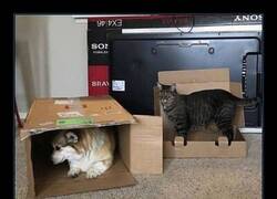Enlace a Las cajas son para los gatos