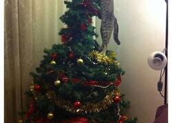 Enlace a Gatos VS Árboles de Navidad