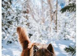 Enlace a Pruebas de que este husky color chocolate es uno de los perros más bonitos de Instagram