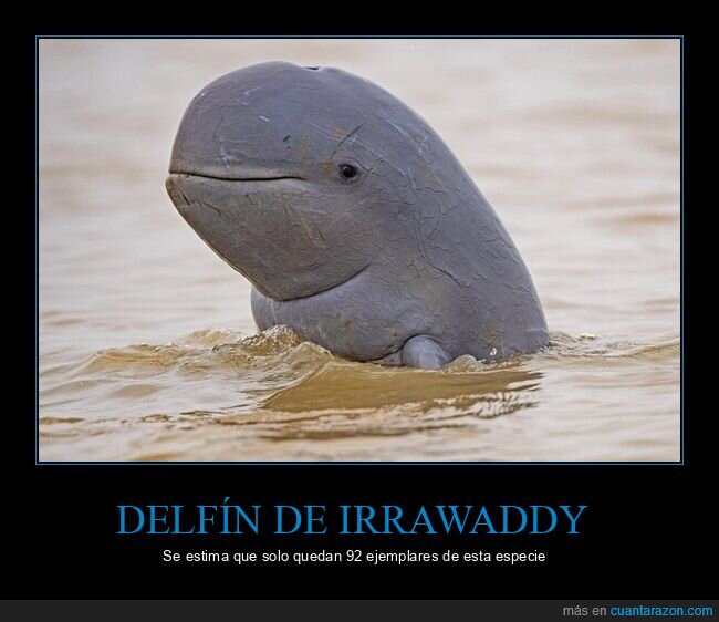 delfín de irrawaddy