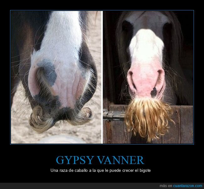 gypsy vanner,caballo,bigote