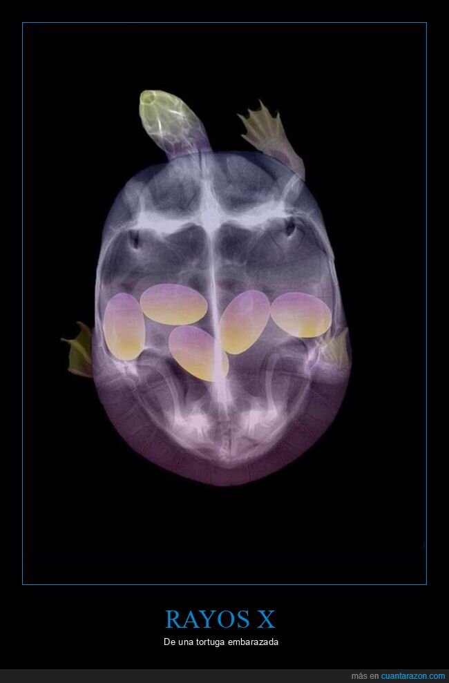 rayos x,tortuga,embarazada