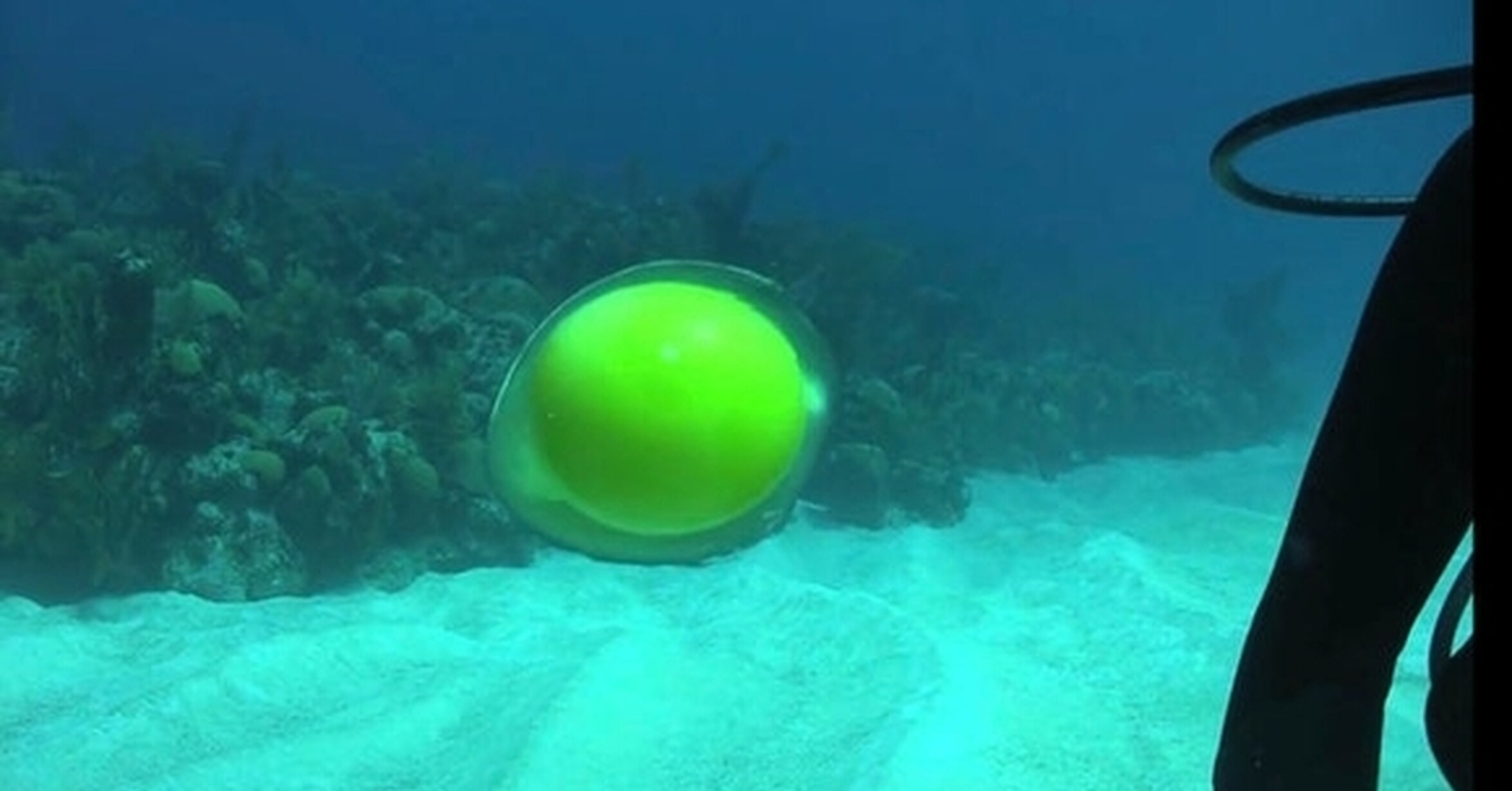 яйцо гигантского кальмара. эксперимент с яйцом и соленой водой. варка яиц. яйцо под водой. темные яйца водных животных.