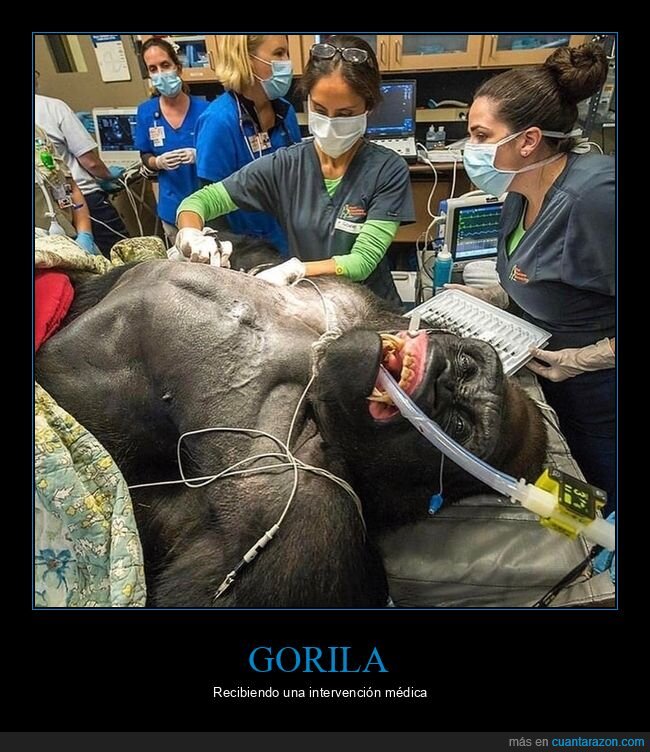 gorila,intervención médica
