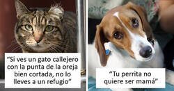 Enlace a Veterinarios comparten información que todos los dueños de mascotas deberían saber