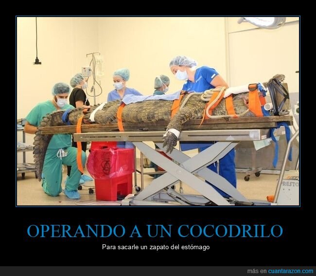 cocodrilo,operando,zapato