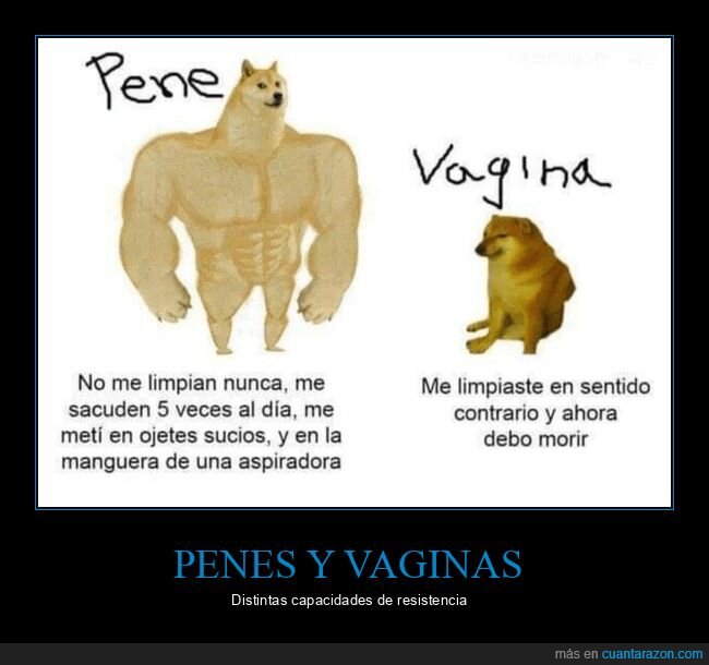 doge y cheems,limpiar