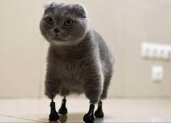 Enlace a Patas nuevas, vida nueva