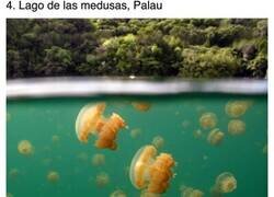 Enlace a Imágenes que prueban que nunca sabes lo que te puedes encontrar bajo el agua