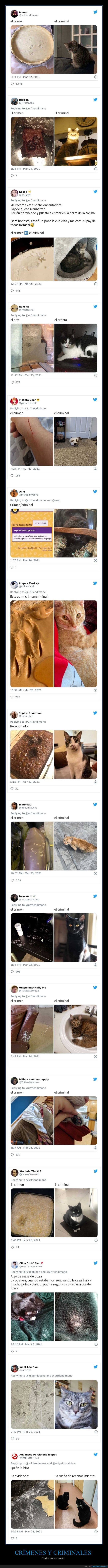 gatos,crímenes,criminales,pillados