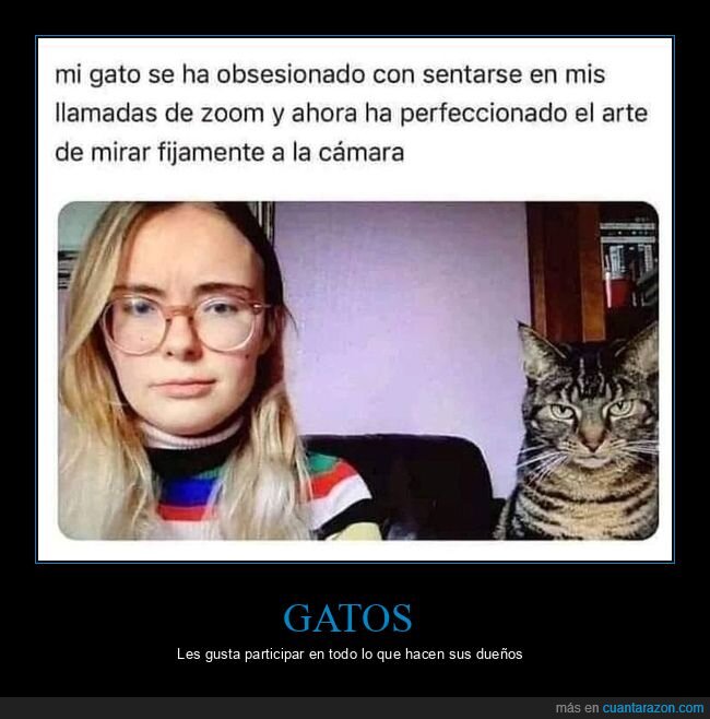 gato,videollamada,zoom,mirando,cámara