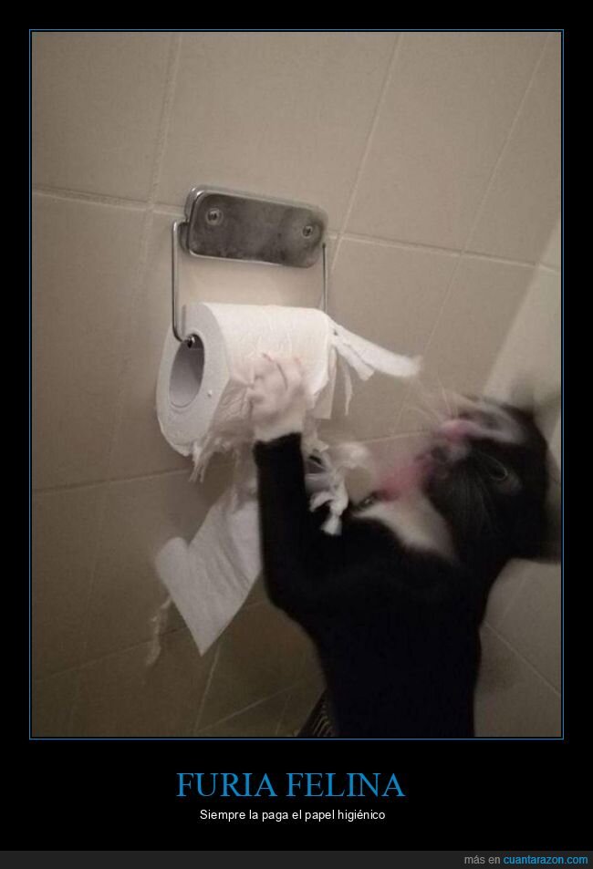 gato,papel higiénico,furia