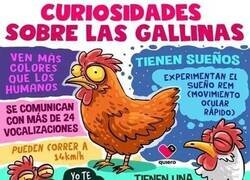 Enlace a Lo que necesitabas saber sobre las gallinas