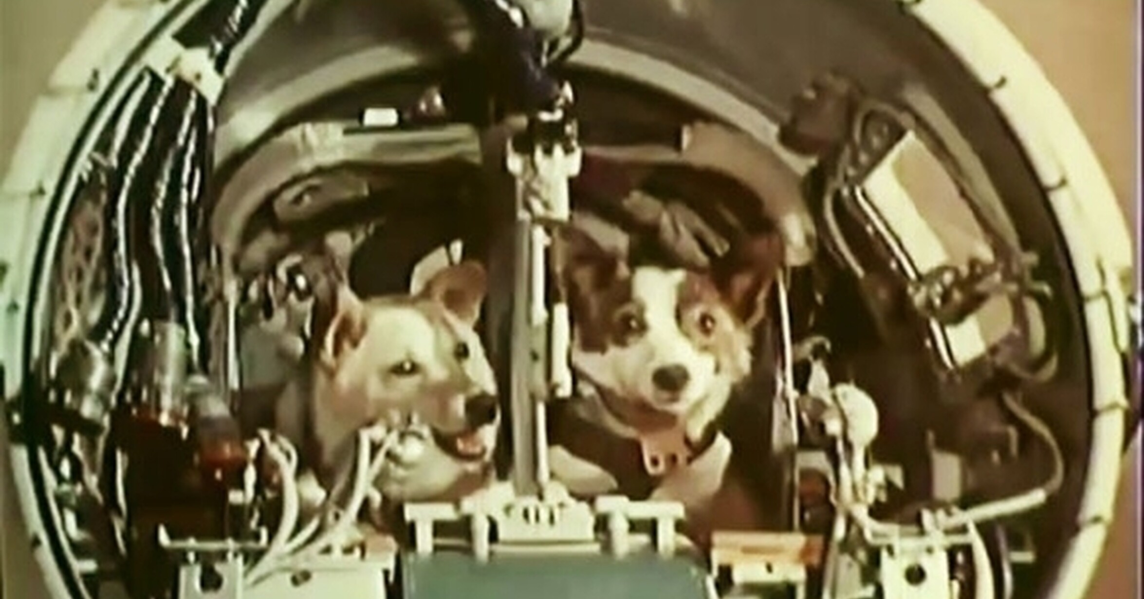 Первое живое существо полетевшее в космос. Белка и стрелка 1960. Белка и стрелка первые собаки в космосе. 19 Августа 1960 белка и стрелка. Космический корабль Спутник 5 белка и стрелка.
