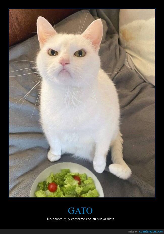 gato,comida,ensalada