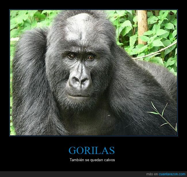 calvo,gorila