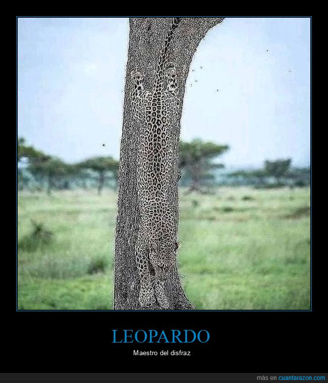 leopardo,camuflaje,árbol