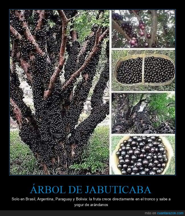 Árbol de jabuticaba,fruta,tronco