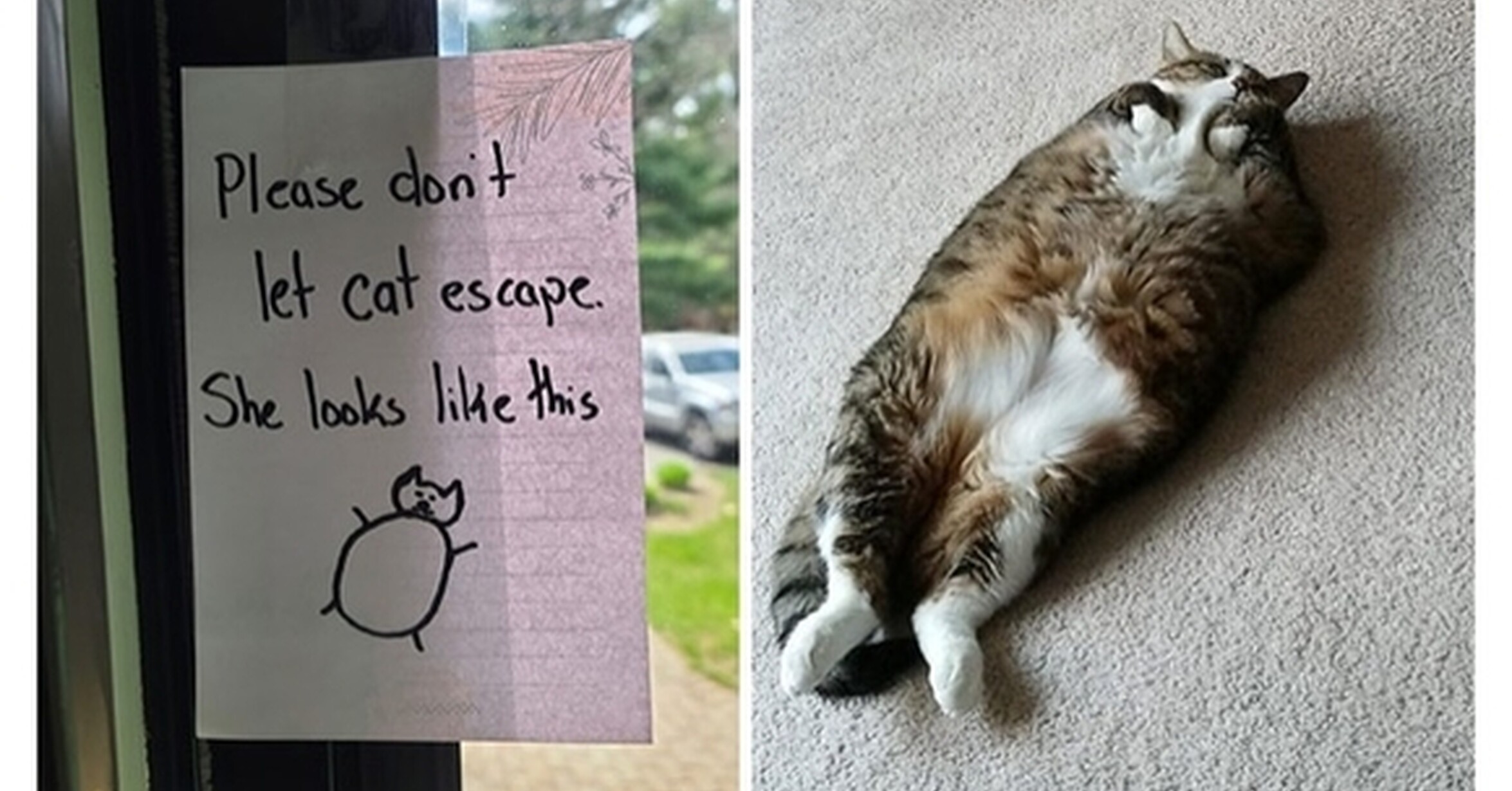 Ha4to котики. Котенок смех. Cat is going