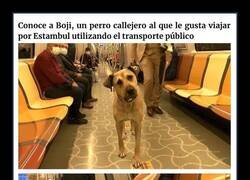 Enlace a Este perro viaja más de 30km al día usando el transporte público de Estambul