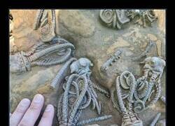 Enlace a Fósiles que parecen extraterrestres