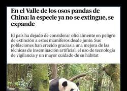 Enlace a Bien por los pandas