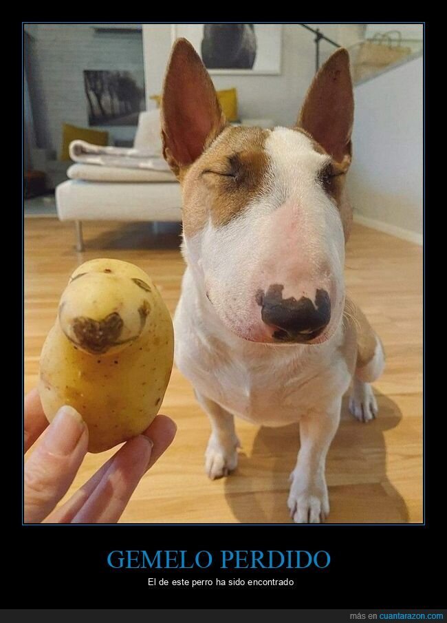 parecidos,patata,perro